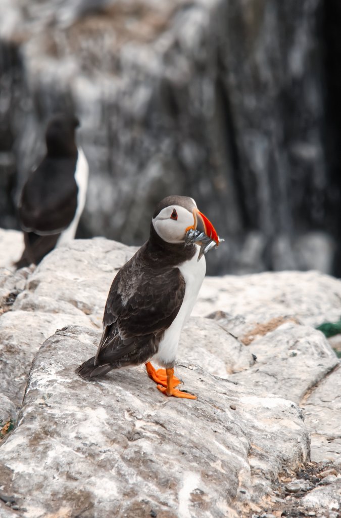 Atlantic puffin with sand eels on Inner Farne Island