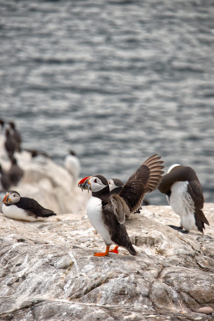 Farne Islands boat trip showing puffins