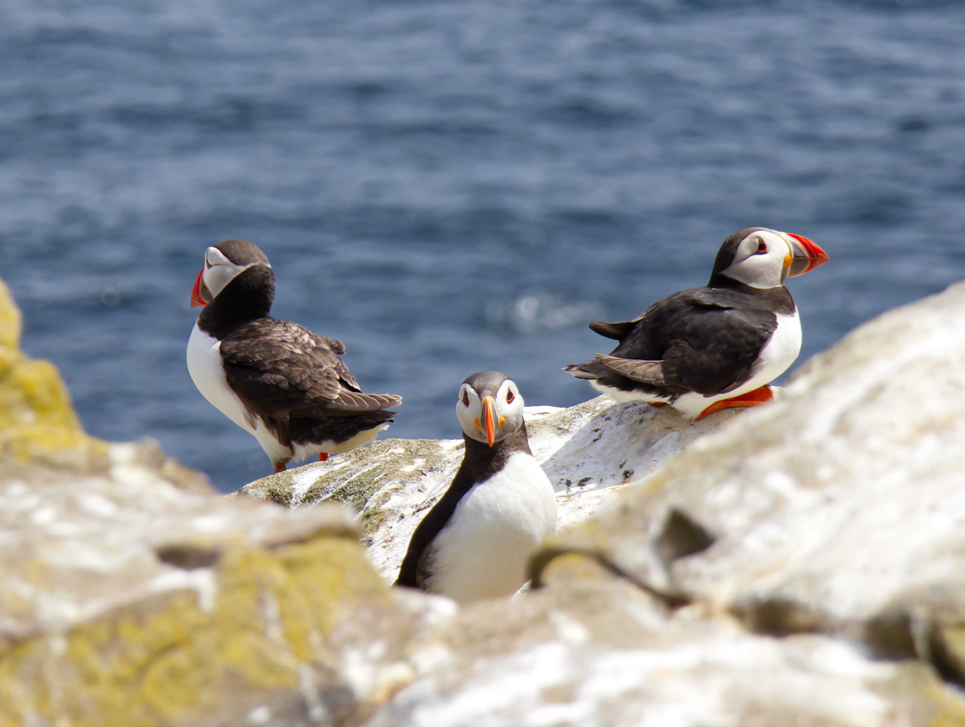 Atlantic puffins on Inner Farne Island during the breeding season in Northumberland