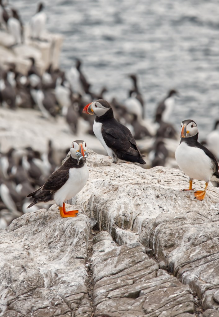 Atlantic puffin with sand eels in beak standing on the cliffs 