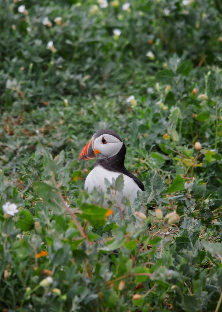 Close-up of an Atlantic puffin with a colourful beak on the Farne Islands