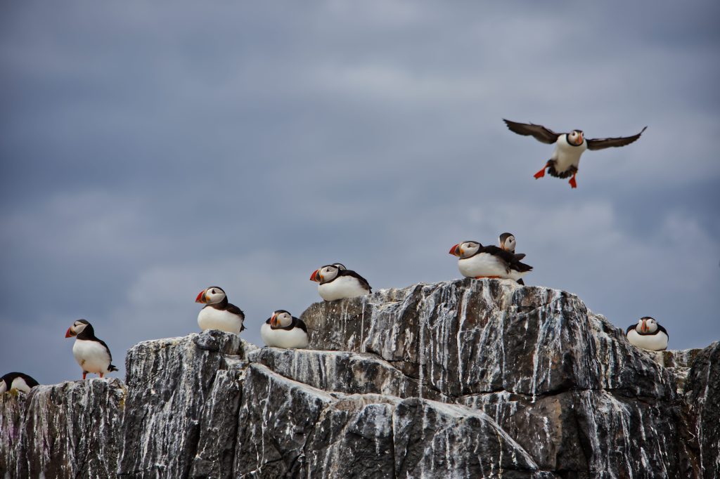 Colourful puffins standing on rocks on the Farne islands coast