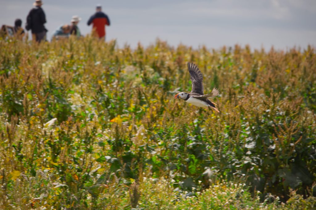 Atlantic puffin flying above the Farne Islands during breeding season