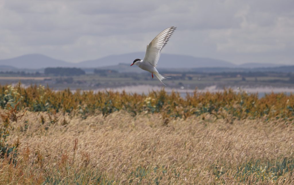 Arctic tern defending its nesting area on Inner Farne Island